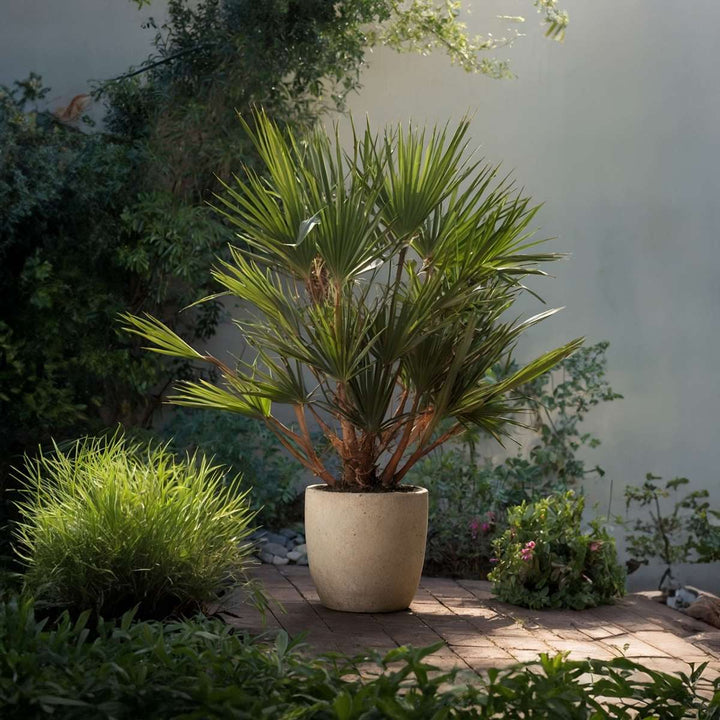 Chamaerops Humilis - Inclusief plantenvoeding