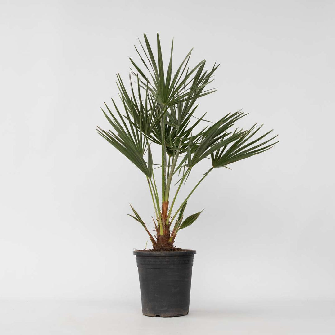 Chamaerops Humilis - Europese Dwergpalm