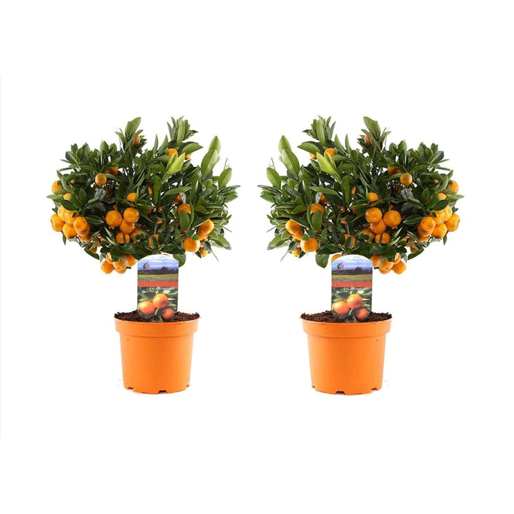 Citrus Calamondin - Set od 2 - Naranča/Mandarina
