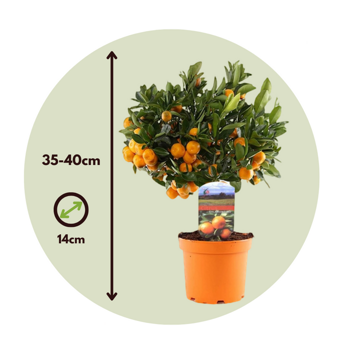 Citrus Calamondin - Set od 2 - Naranča/Mandarina