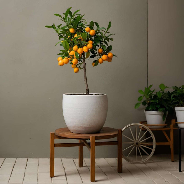 Citrus Calamondin - Citrusboom