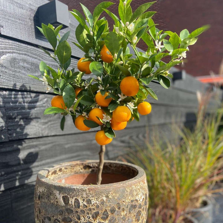 Citrus Calamondin - Citrusboom