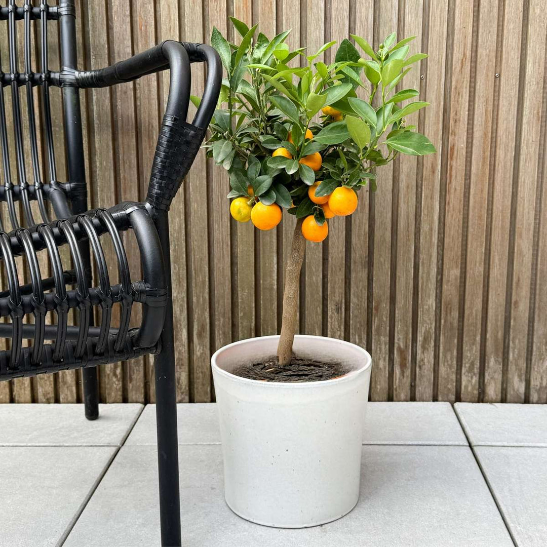 Citrus Calamondin - Citrusboom - FloraStore
