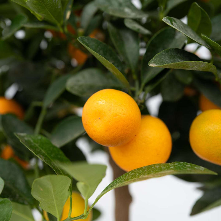 Citrus Calamondin - Citrusboom