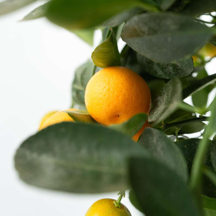 Citrus Calamondin - Citrusboom