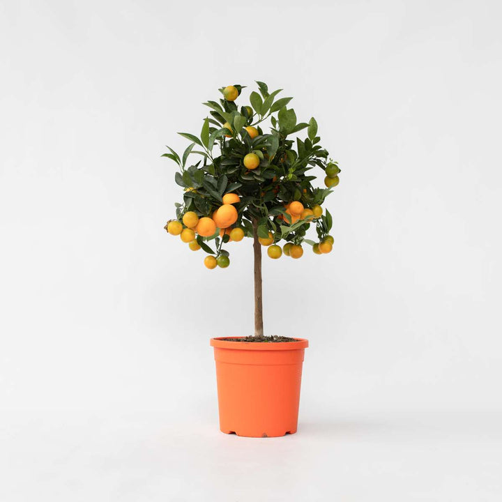 Citrus Calamondin - Citrusboom