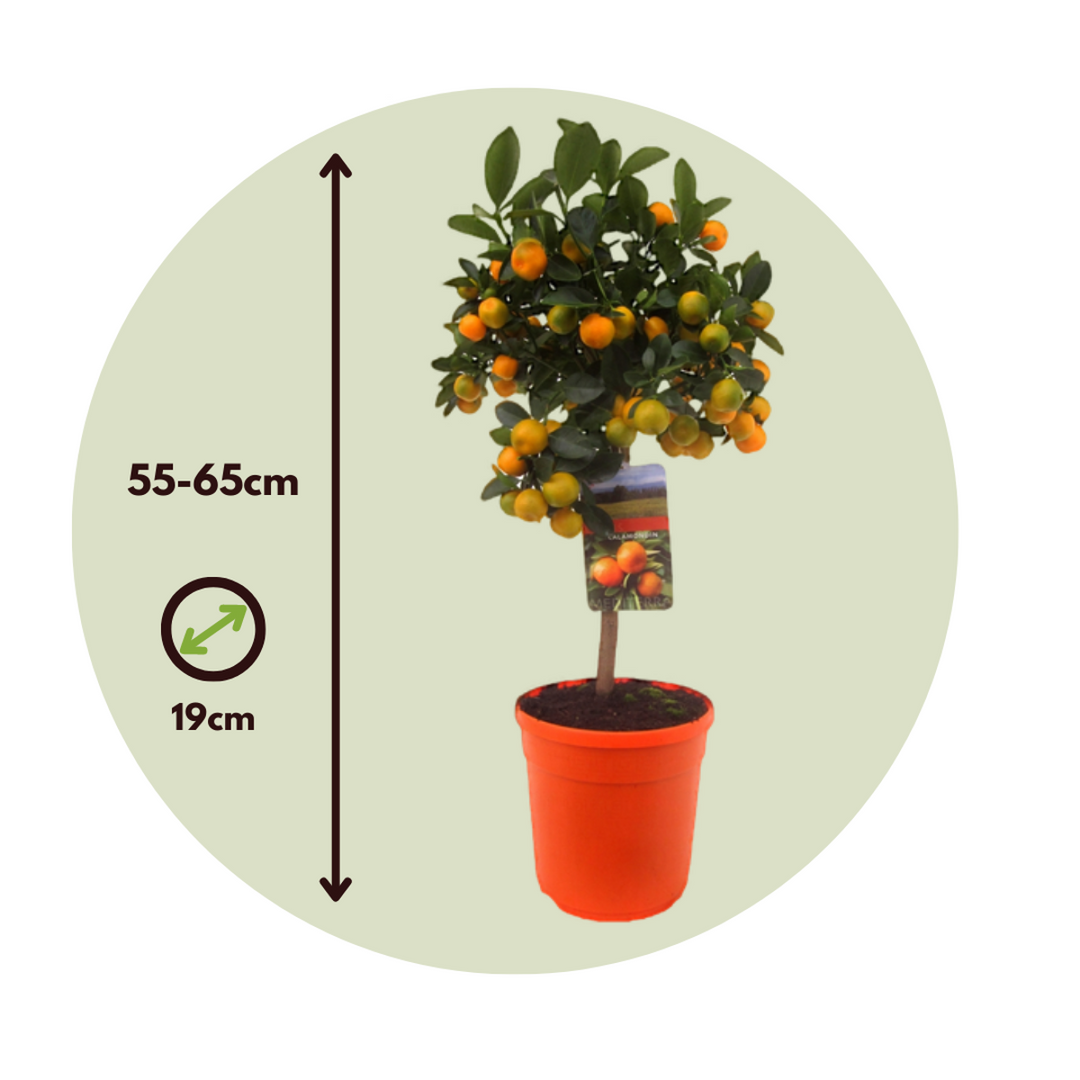 Citrus Calamondin - Citrusboom