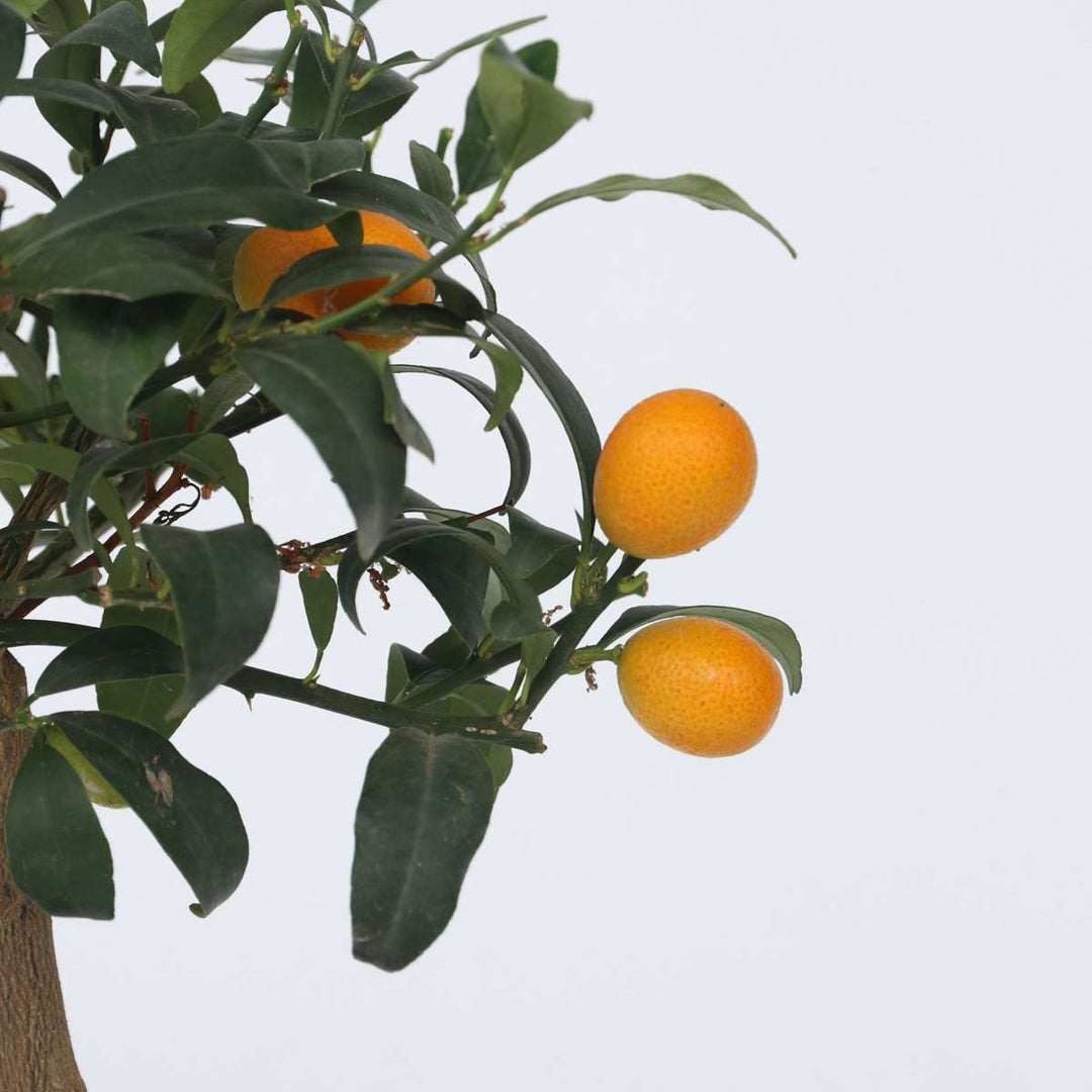 Citrus Kumquat - Dwergsinasappel winterhard