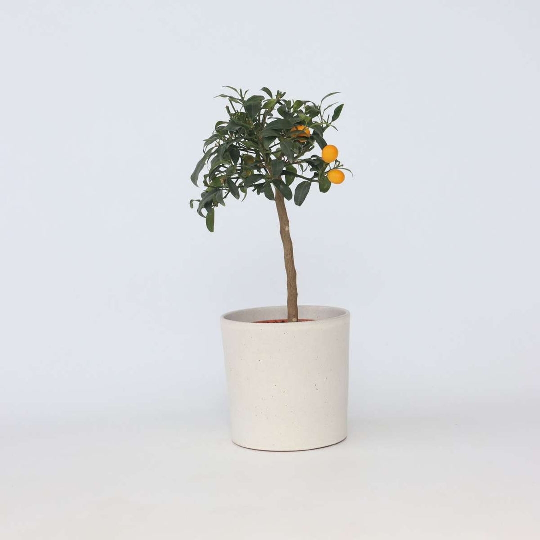 Citrus Kumquat - Set van 2 - Citroenboom winterhard