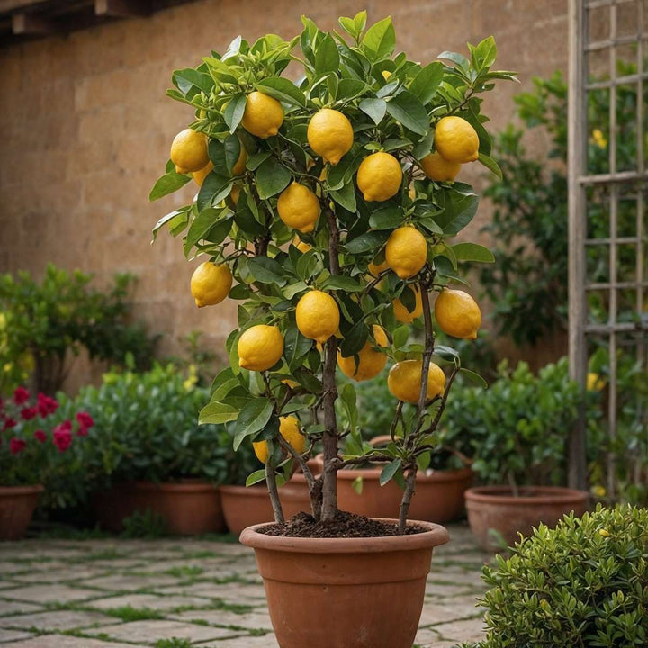Citrus limon - Citrinmedis - FloraStore