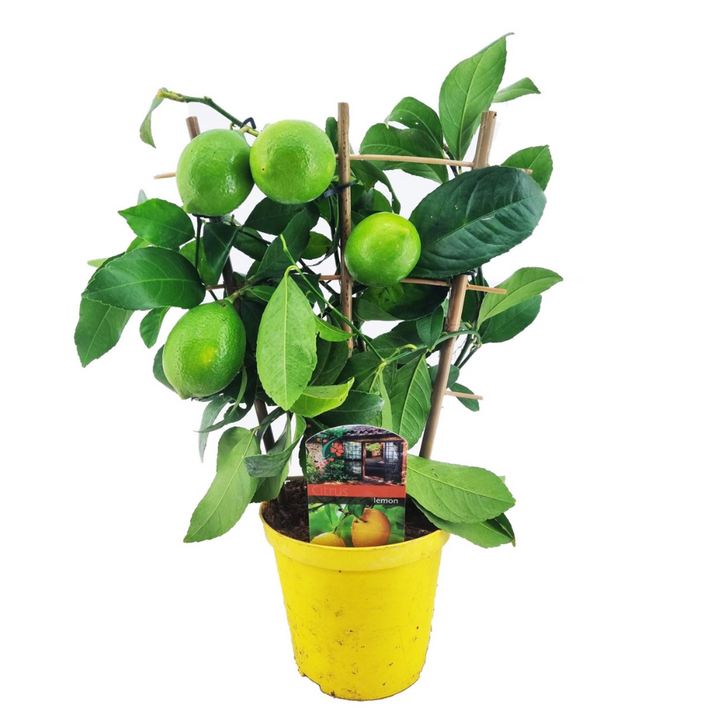 Citrus limon - Citrinmedis - FloraStore