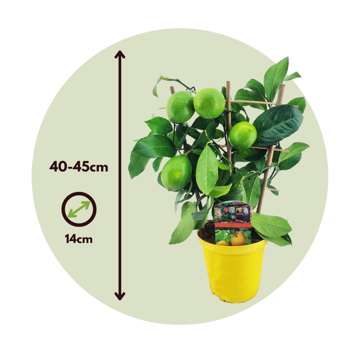 Citrus limon - Citrinmedis - FloraStore