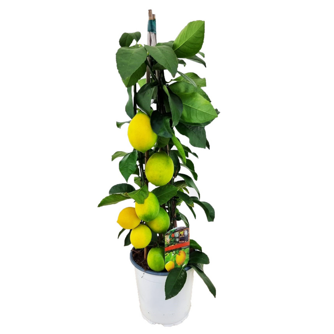 Citrus limon - Pyramida citronovníku - FloraStore