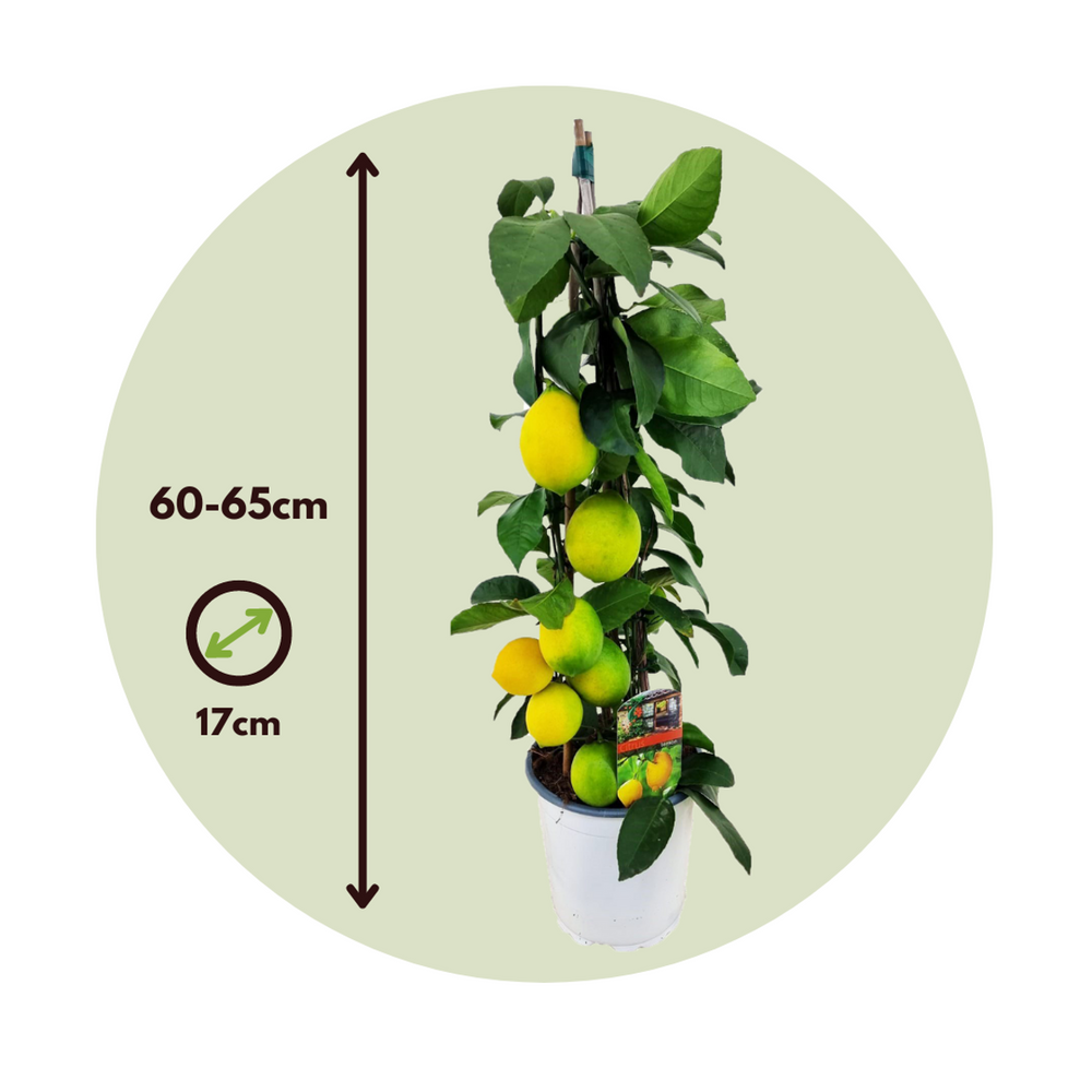 Citrus limon - Pyramida citronovníku - FloraStore