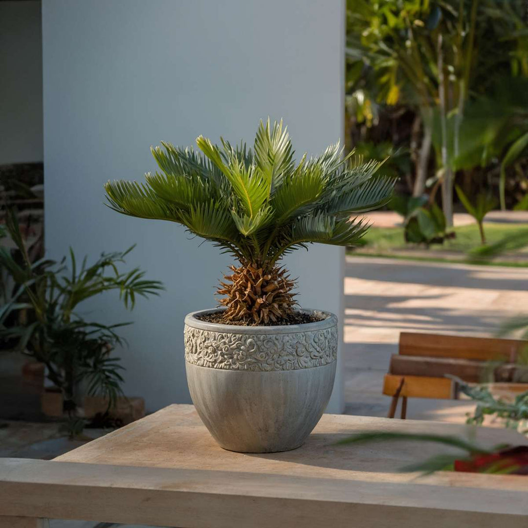 Cycas Revoluta - Varenpalm