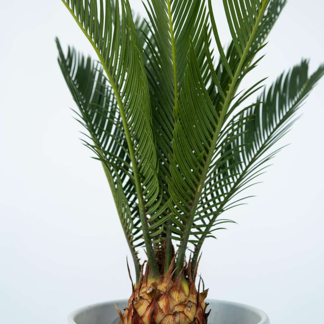 Cycas Revoluta - Varenpalm