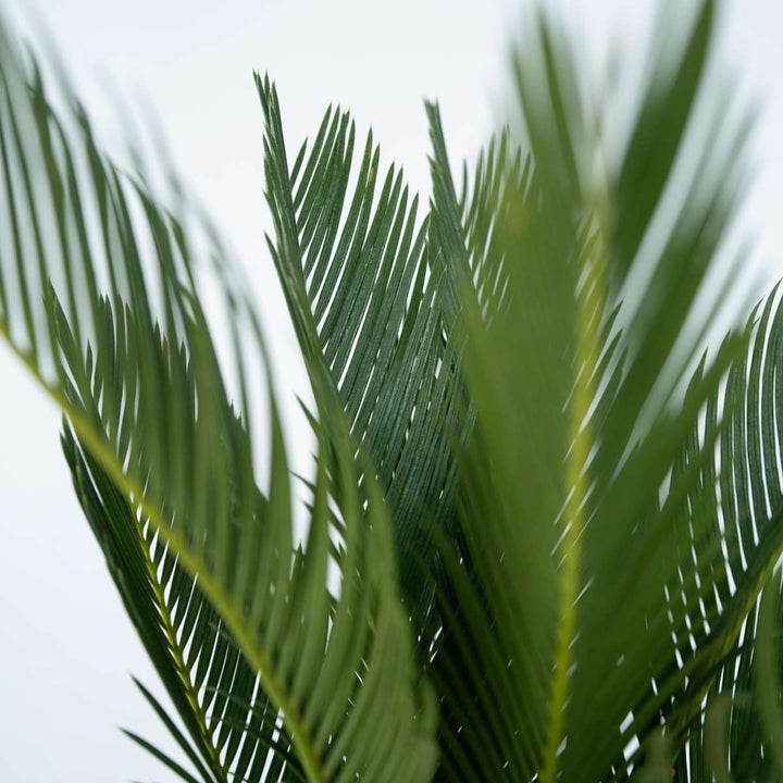 Cycas Revoluta - Set van 2 - Varenpalm