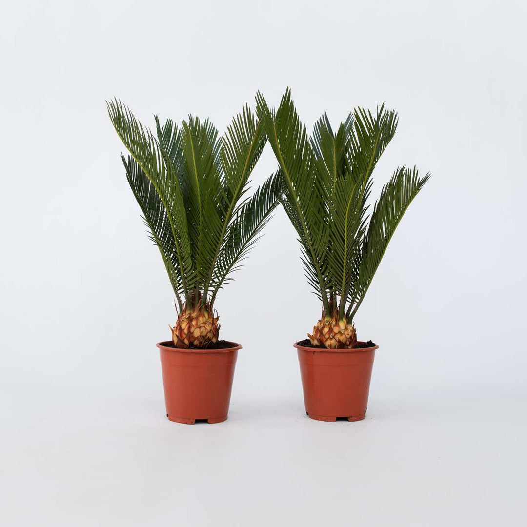 Cycas Revoluta - Set van 2 - Varenpalm