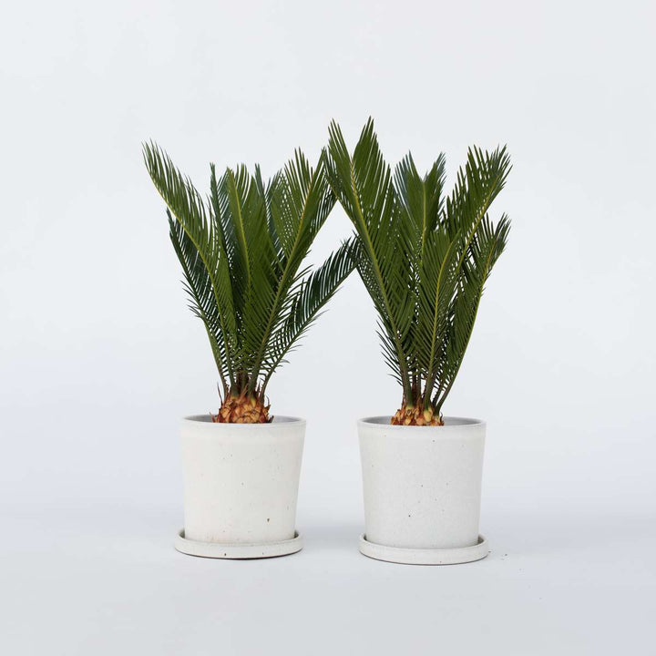 Cycas Revoluta - Set van 2 - Varenpalm