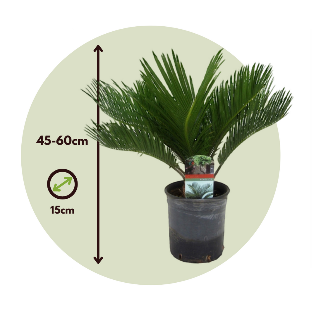 Cycas Revoluta - Set van 2 - Varenpalm