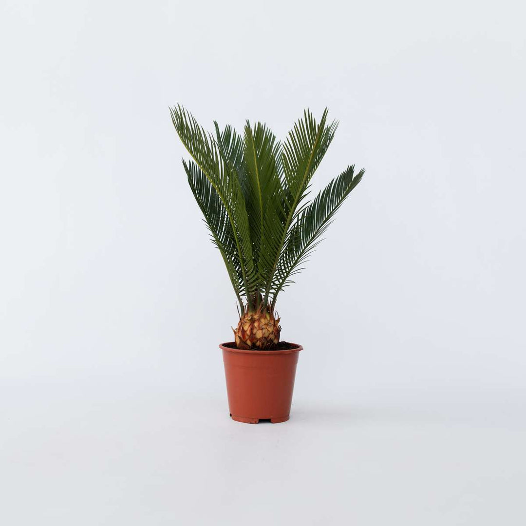 Cycas Revoluta - Set van 4 - Varenpalm