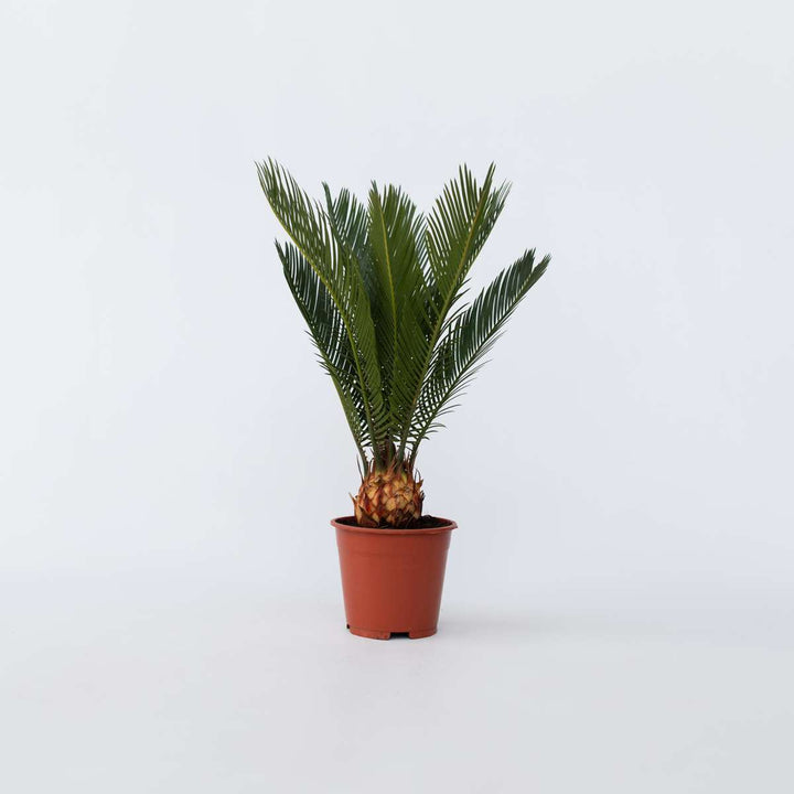 Cycas Revoluta - Set van 4 - Varenpalm