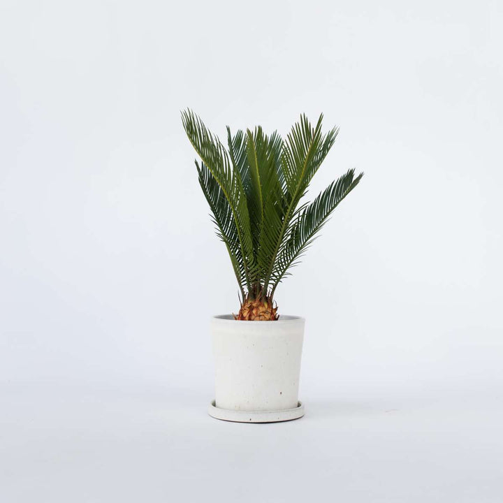 Cycas Revoluta - Set van 4 - Varenpalm