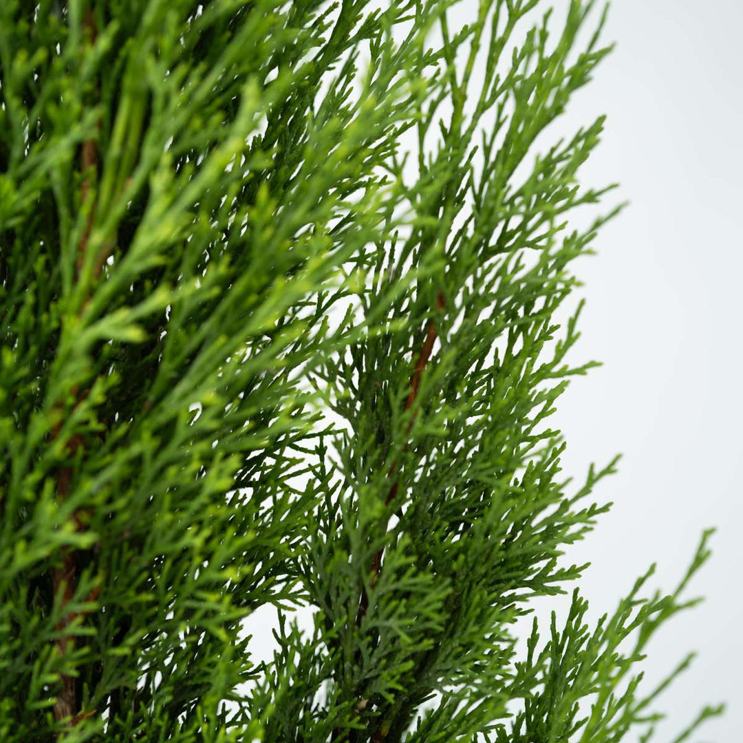 Cupressus sempervirens - Set van 2 - Toscaanse Cipres