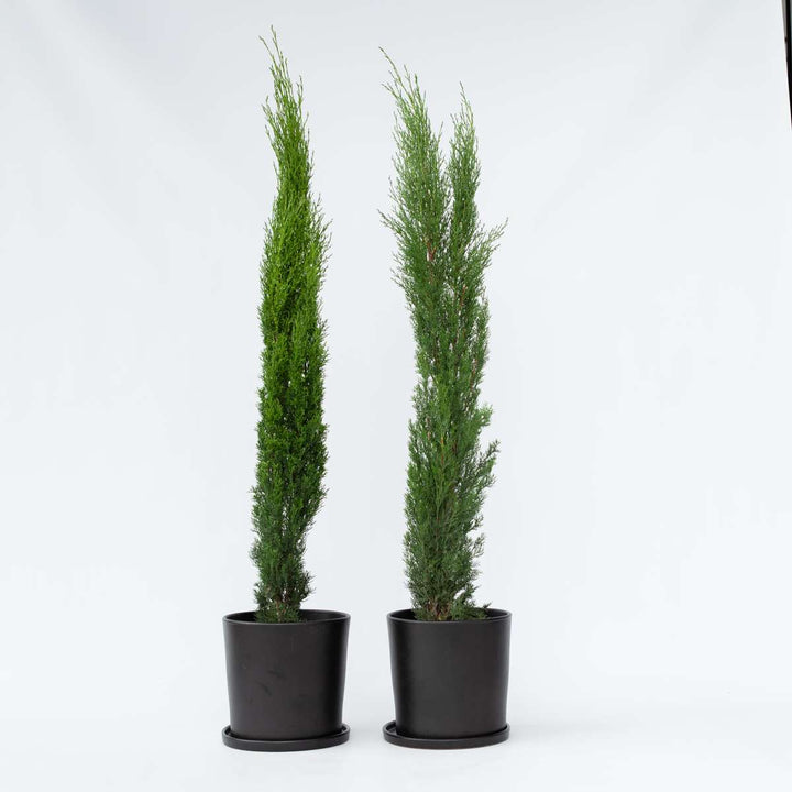 Cupressus sempervirens - Set de 2 - Chiparosul Toscan