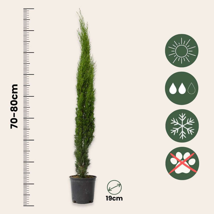 Cupressus sempervirens - Set van 2 - Toscaanse Cipres
