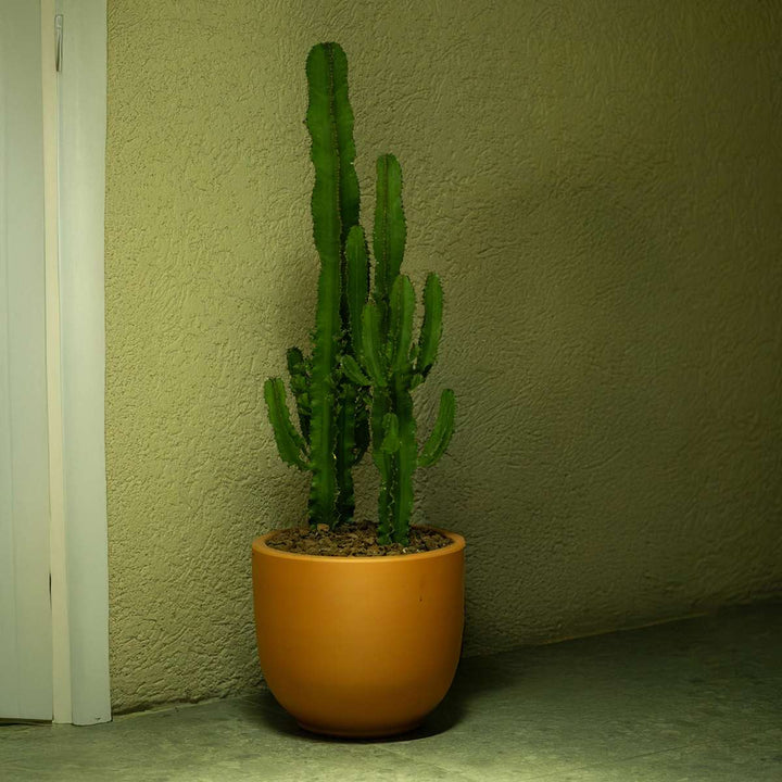 Euphorbia Ingens - Cowboycactus