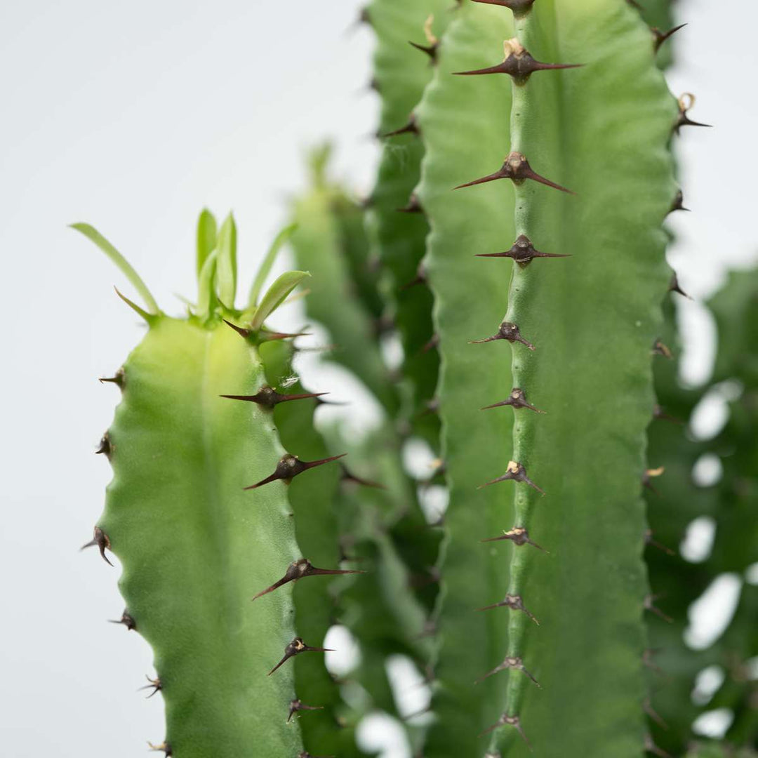 Euphorbia Ingens - Cowboycactus