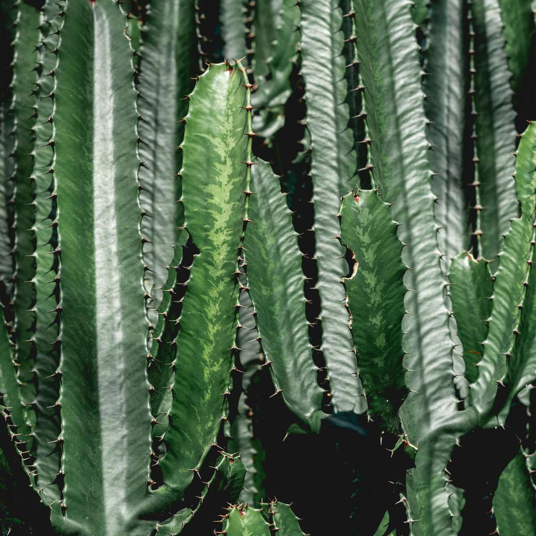 Euphorbia Ingens - Cowboycactus