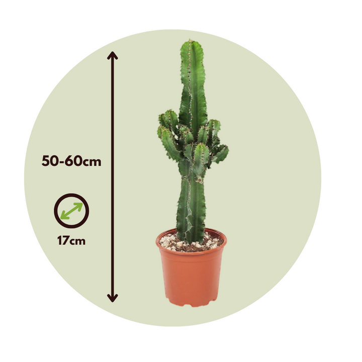 Euphorbia Ingens - Cowboycactus