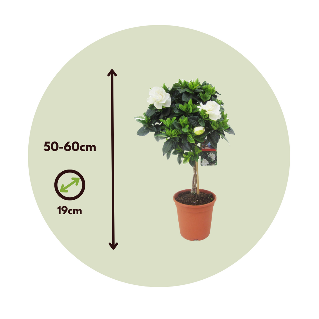 Gardenia jasminoides - Sada 2 ks - Zapletený stonek