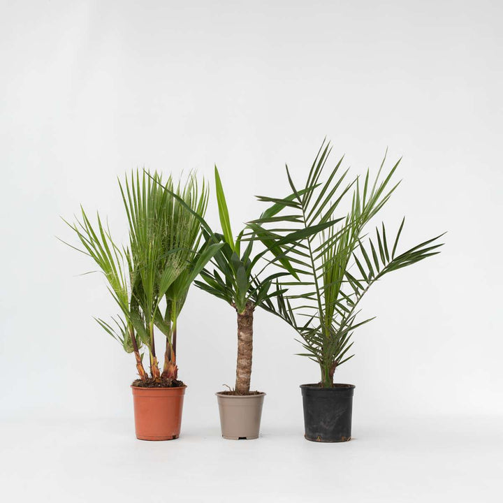 Binnenpalmen - Mix van 3 - Washingtonia, Yucca, Phoenix