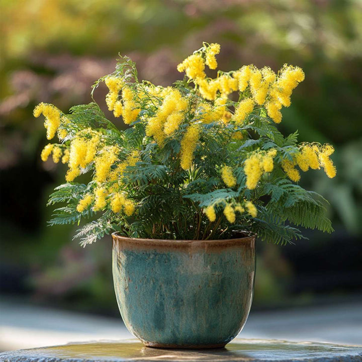 Mimosa acacia dealbata - Grm mimoze