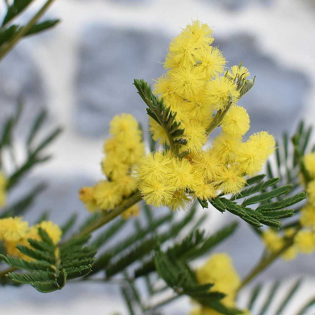 Mimosa acacia dealbata - Grm mimoze