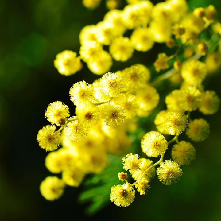 Mimosa acacia dealbata - Grm mimoze
