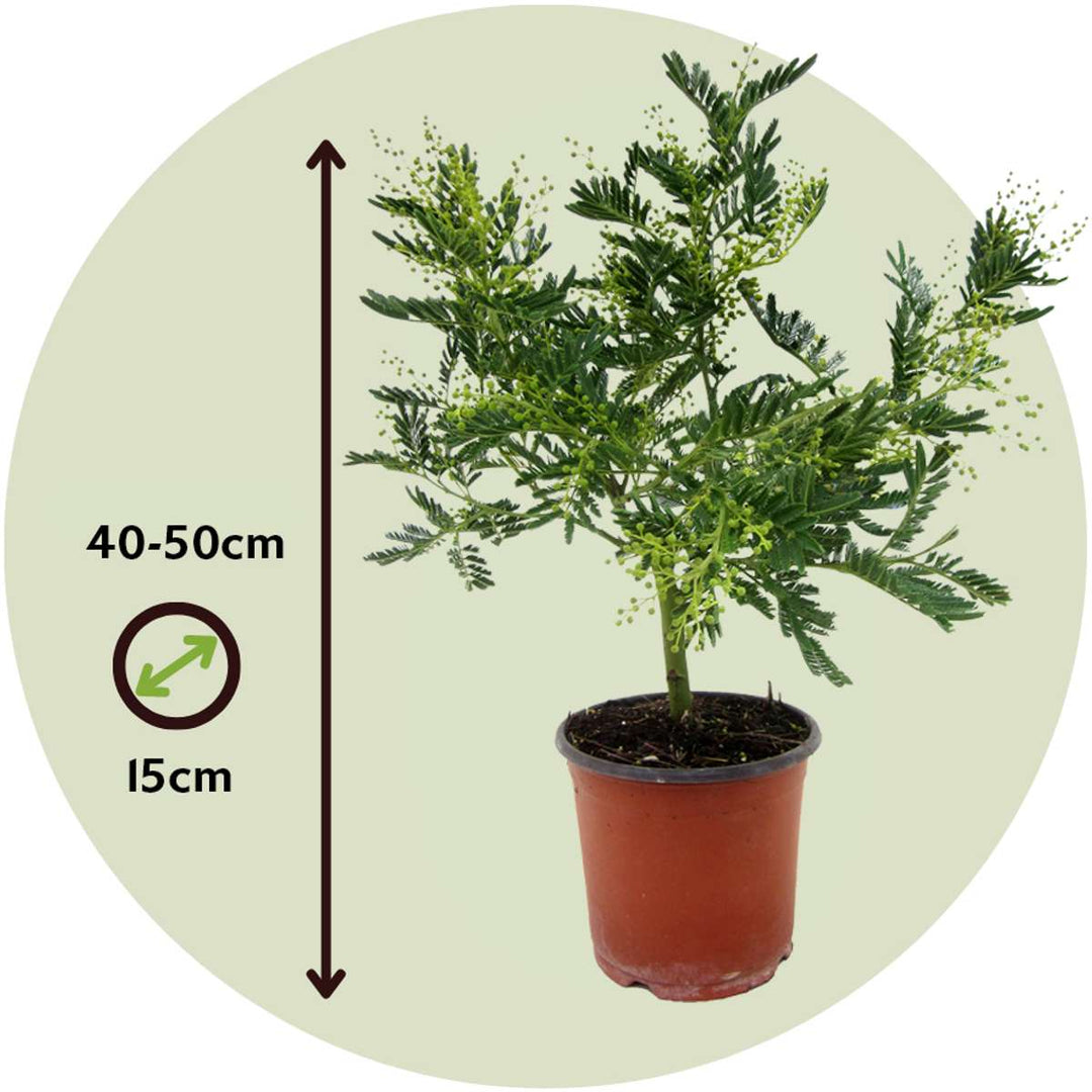 Mimosa acacia dealbata - Grm mimoze