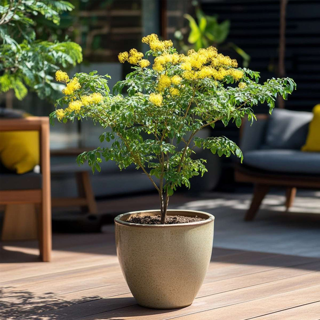 Mimosa acacia dealbata - Set od 2 - Grm mimoze