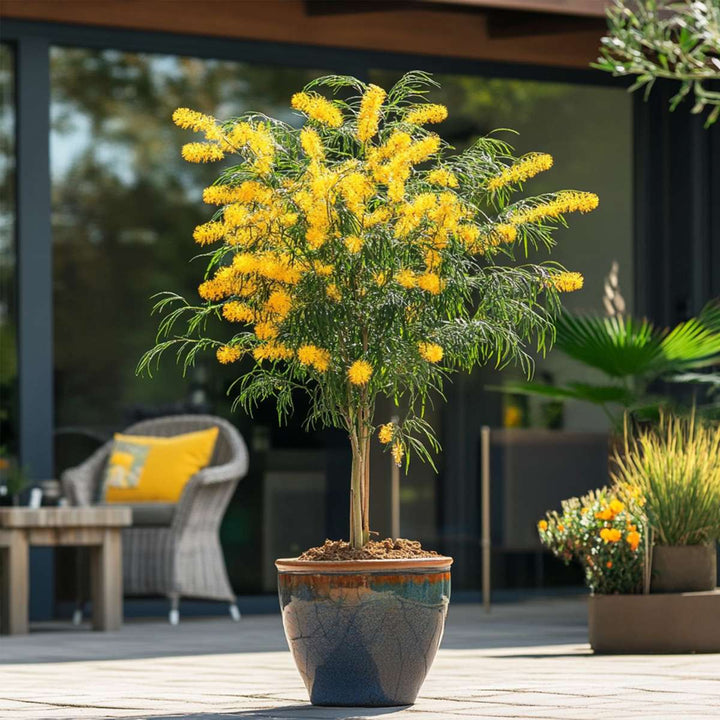 Mimosa acacia dealbata - Set od 2 - Grm mimoze