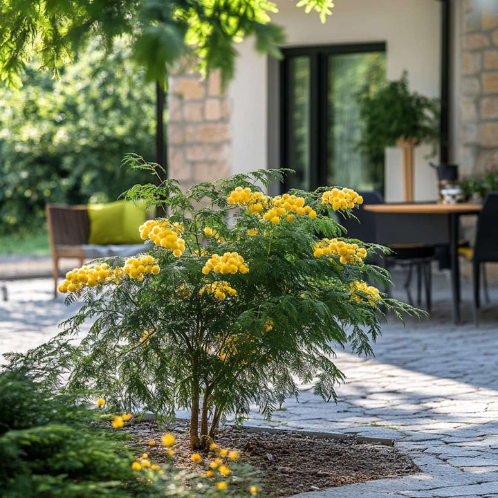 Mimosa acacia dealbata - Set od 2 - Grm mimoze