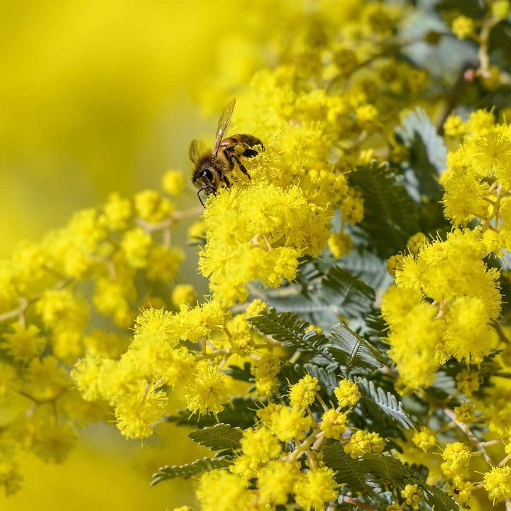 Mimosa acacia dealbata - Set od 2 - Grm mimoze