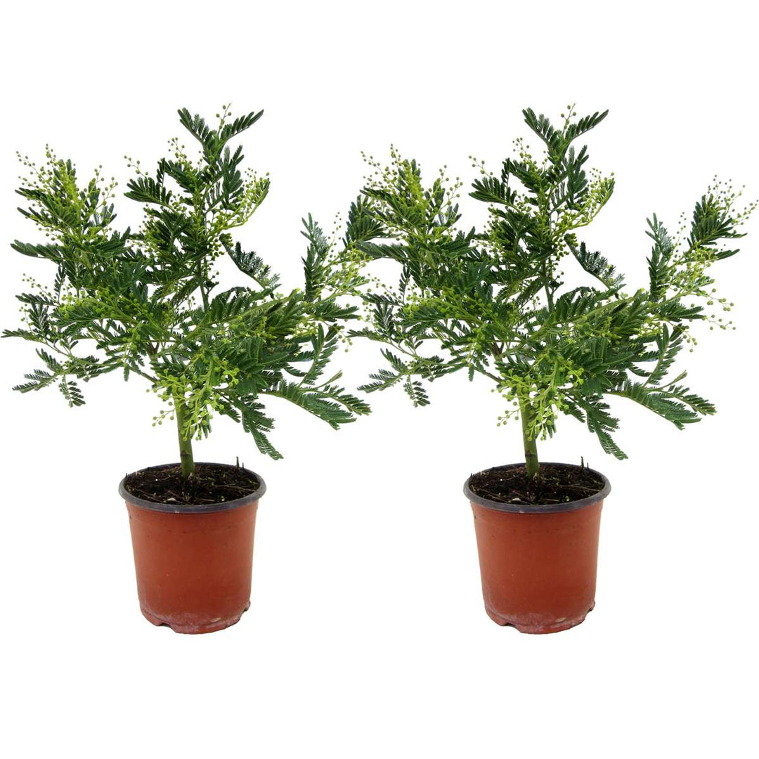 Mimosa acacia dealbata - Set od 2 - Grm mimoze