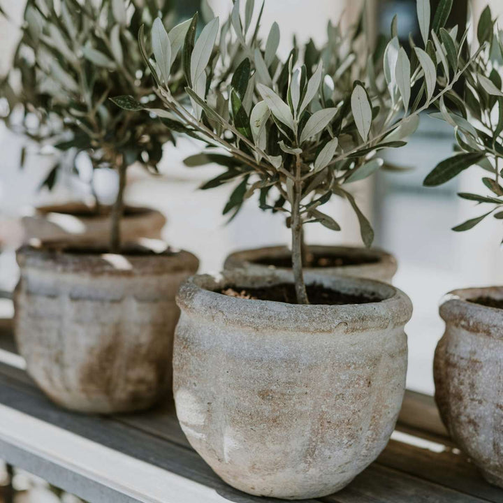 Olea Europaea - Set van 2 - Olijfboom op stam