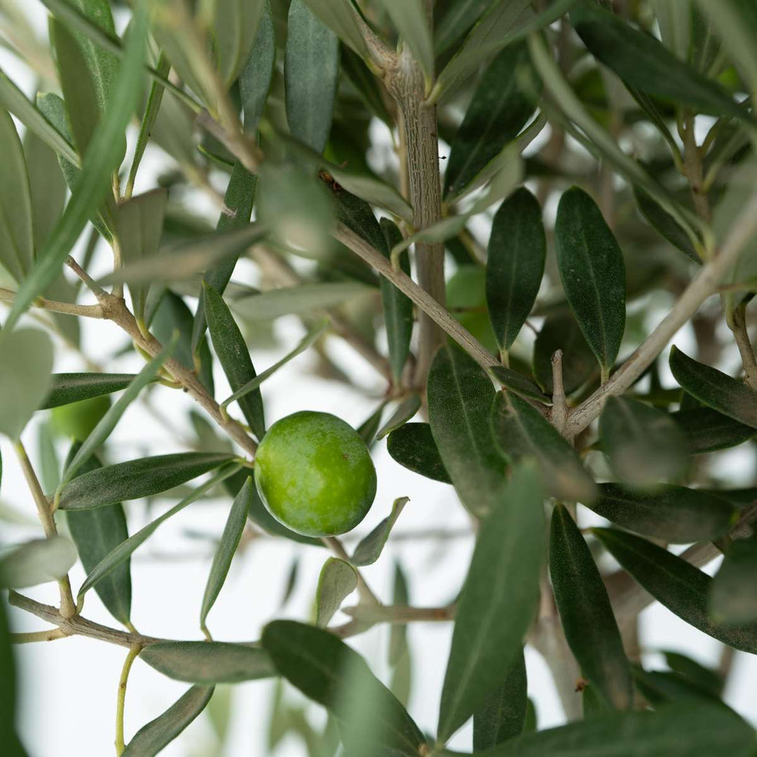 Olea Europaea - Set van 2 - Olijfboom stam in mand