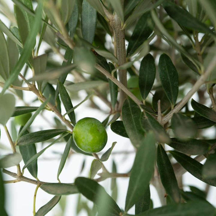 Olea Europaea - Set van 2 - Olijfboom stam in mand