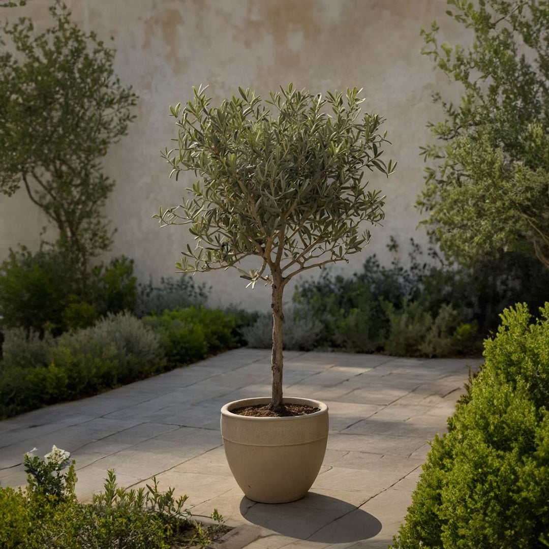 Olea Europaea - Olijfboom