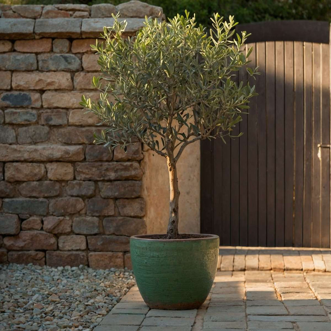 Olea Europaea - Winterharde olijfboom op stam